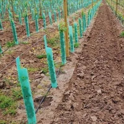 Αντι αντίκτυπος προστατών αμπέλων Corflute φρουράς δέντρων πολυπροπυλενίου πλαστικός