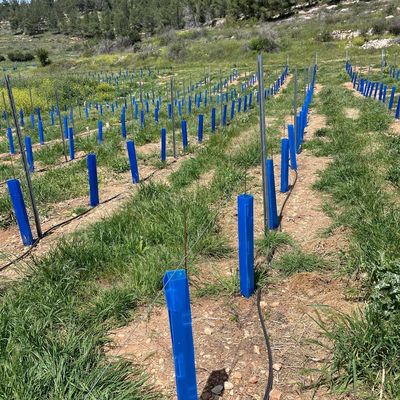 Προστατευτικό δέντρων Corflute κατάλληλο για κηπουρούς, διαμορφωτές τοπίου και φυτώρια δέντρων που αναζητούν ανθεκτικούς σωλήνες προστασίας δενδρυλλίων